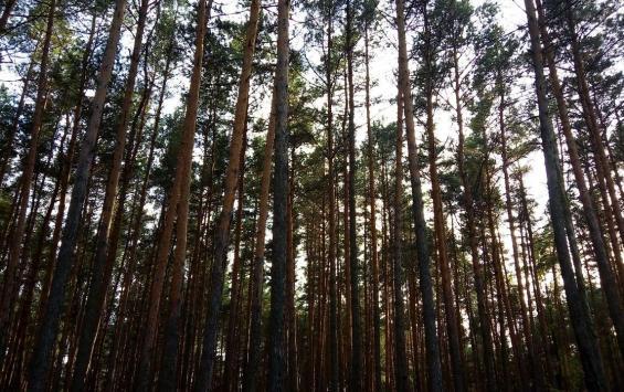 Курское УФАС обязало администрацию Льгова вернуть 533 га леса
