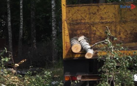 Следком продолжит проверку вырубки деревьев в Крутом Логу
