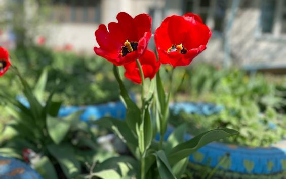 В Курске прошло торжественное возложение цветов в память о героях Чернобыля