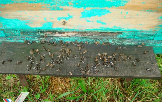 Приём заявлений от пчеловодов будет продлён до 8 августа