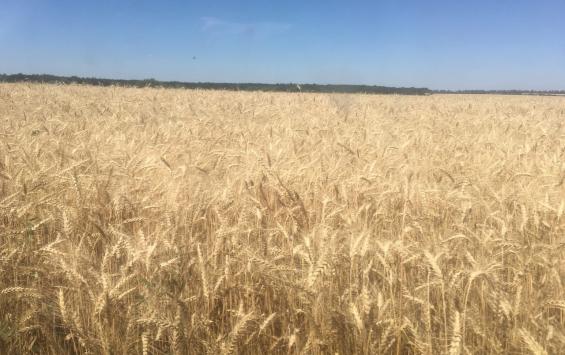 В хозяйствах Курской области завершается уборка сельхозкультур