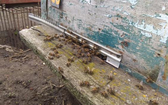 В Курской области проводят проверку по факту гибели пчел