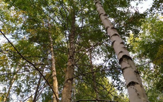 ​Прокуратура проверит факты вырубки леса в Гнездилово