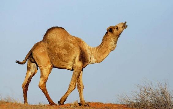 В Австралии убьют всех верблюдов для экономии воды
