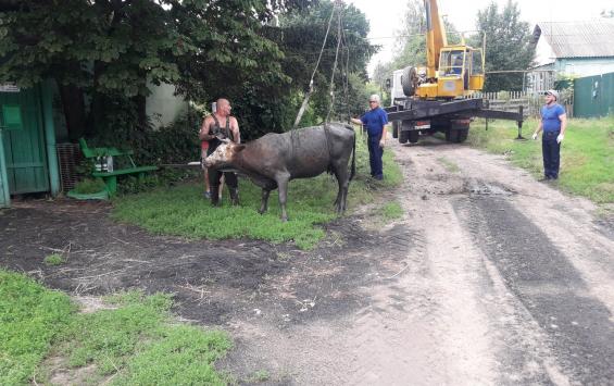 В Курской области спасали корову