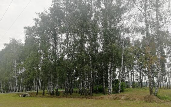 В Курской области восстановят 20 гектар леса