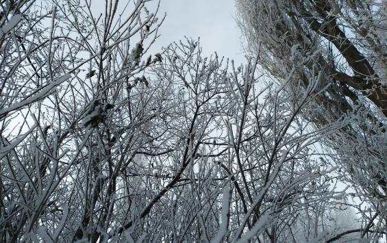 В Курской области 15 февраля до 7 градусов мороза