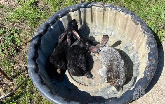 Курские пожарные спасли трёх кроликов