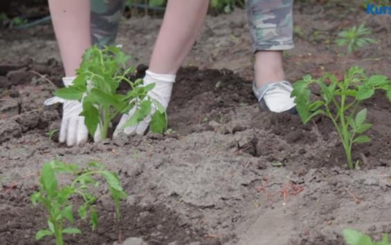 В рамках проекта Школа «Экокреатива» куряне узнали как ухаживать за растениями