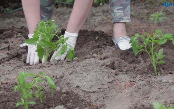В Курской области на огороде местного жителя обнаружили более 3 тысяч кустов запрещённых растений