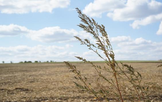 ВСУ жгут поля и созревшее зерно на территории Курской области