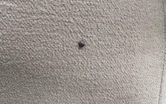 В Курской области за сезон зарегистрированы 63 случая клещевого боррелиоза: под наблюдением  более двух тысяч обращений