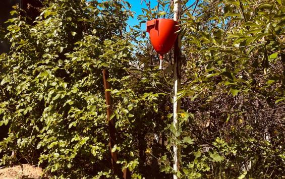 Суд в Курске отказал дачнице из СНТ Икар в иске к соседке из-за забора и деревьев