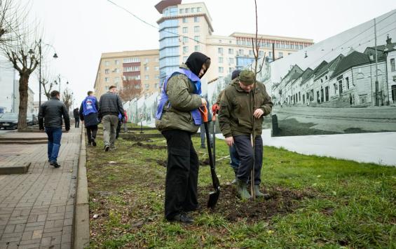 На улице Дзержинского в Курске высадили 26 молодых лип