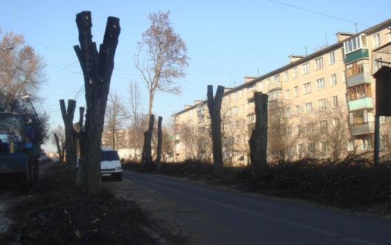 В Железногорске прокуратура проверила обрезку деревьев