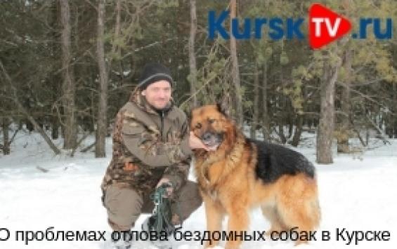 О проблемах отлова бездомных собак в Курске