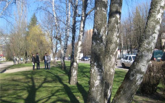 В Железногорске в центре города уберут восемь больших деревьев