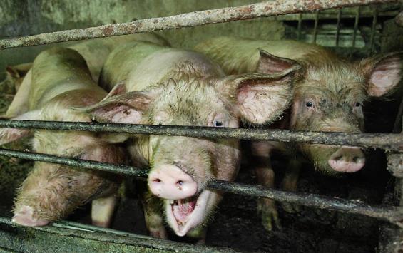 Заведующая Железногорской свинофермы оштрафована за антисанитарию