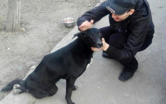 Курский пенсионер спас собаку с инвалидностью