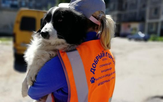 В Курске начался отлов бездомных собак