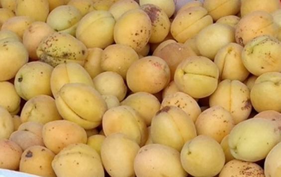 В Россию через Курскую область не пустили 20 тонн турецких абрикосов