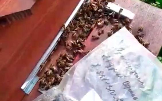Курские пчеловоды обвиняют местных аграриев в массовой гибели пчёл