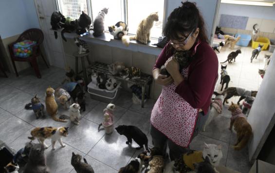 Совет Федерации ограничит число животных в квартирах