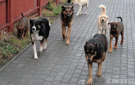 В Курске новый исполнитель по отлову бездомных собак