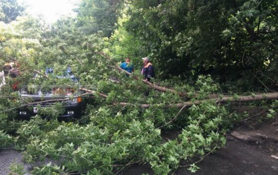 Упавшее во время урагана дерево придавило припаркованное авто и перекрыло улицу в центре Курска