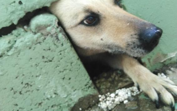 В Курске собаку, застрявшую под бетонным крыльцом, спасли дети