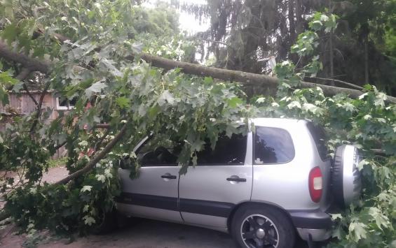 Аварийное дерево упало на три автомобиля в центре Курска