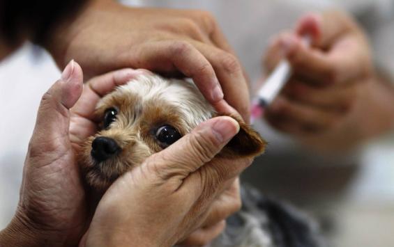 В Курске проходит бесплатная вакцинация животных от бешенства