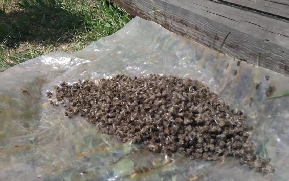 В Курской области предложено ужесточить использование пестицидов, чтобы обезопасить пчел