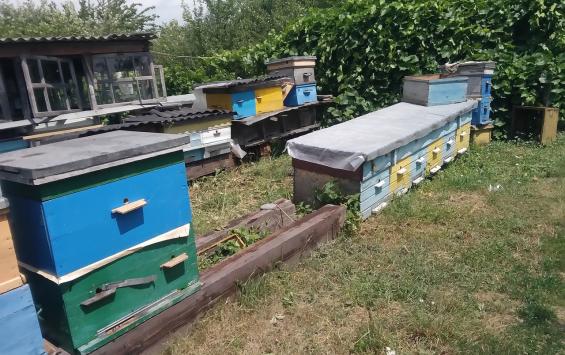 Курским пчеловодам районная власть не дает возможность получить компенсации