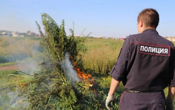 Курские полицейские продолжат уничтожать наркотики в рамках операции "Мак"