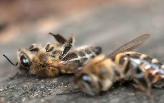 Курским пчеловодам не хотят давать компенсацию