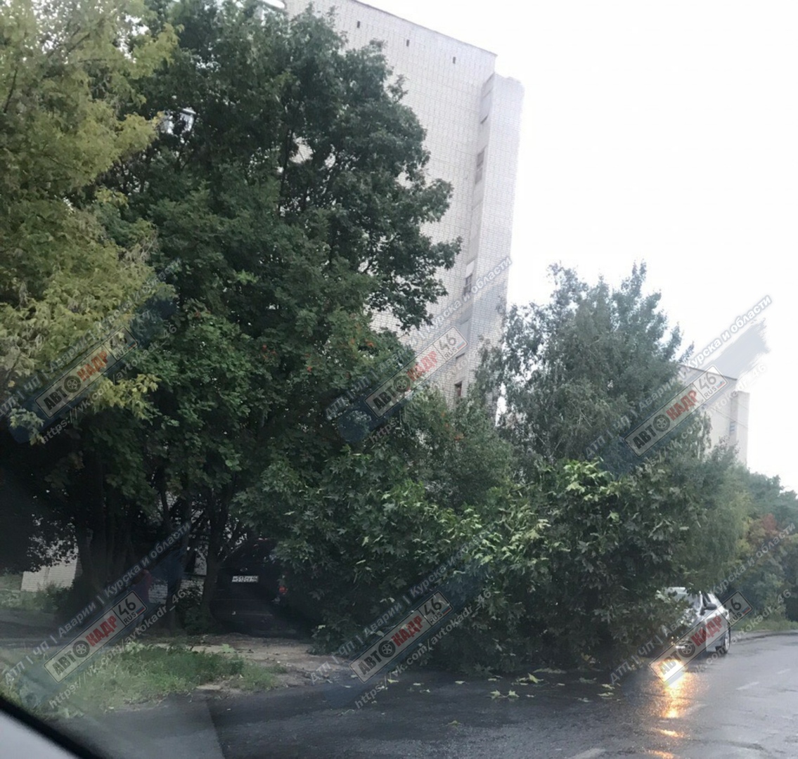 В Курске зафиксирован несколько случаев падения деревьев на автомобили за  один вечер (ФОТО) | KurskTV.Ru