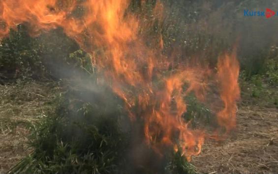 В Курской области подпалили дикорастущую коноплю