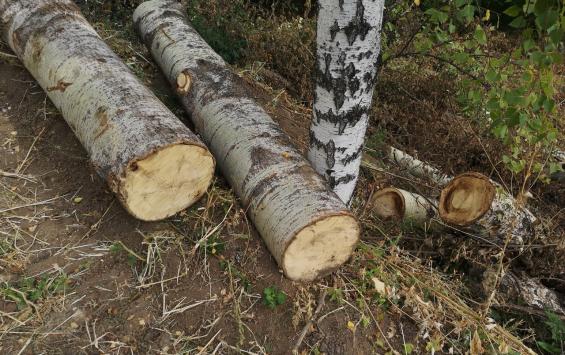 Активисты ОНФ выясняют причину вырубки деревьев в Курске