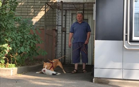 Курские полицейские отправились на поиски живодера, натравившего собаку на кошку