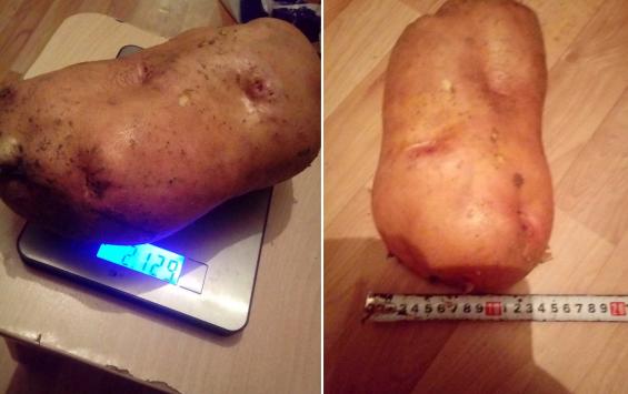 Огромная картофелина поразила жителей Курской области