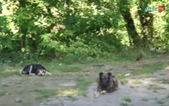 Железногорских бездомных собак предложили отправлять в … Курск