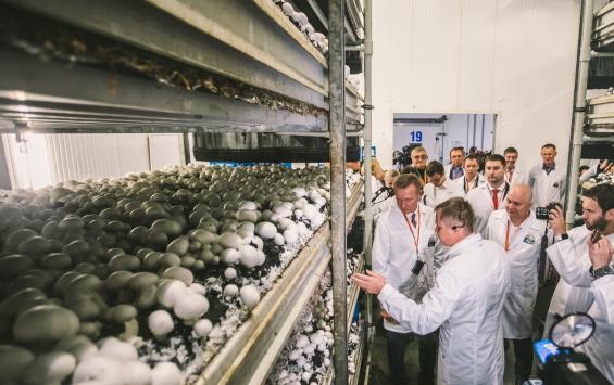Губернатор проверил, какие грибы выращивают курские предприниматели