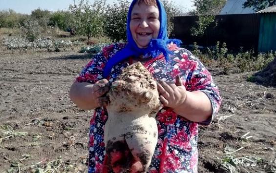 В Курской области вырастили свёклу под 10 кг весом