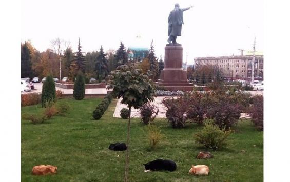 Бродячие собаки собрались у курского Дома Советов