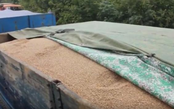 Работники курского сельхозпредприятия украли зерно на 900 тысяч рублей