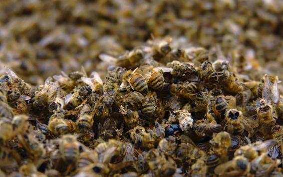 Курский пчеловод отказался от иска на полмиллиона рублей