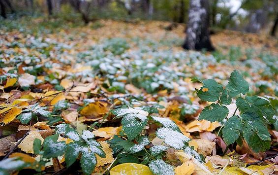 Курская область: мороз крепчает, снега не предвидится