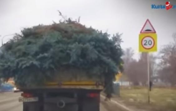 Потенциально опасные ёлки обнаружены в Курской области