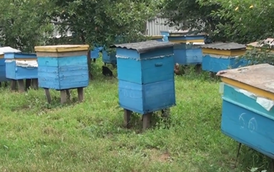 Слет пчеловодов Курской области отменили из-за коронавируса